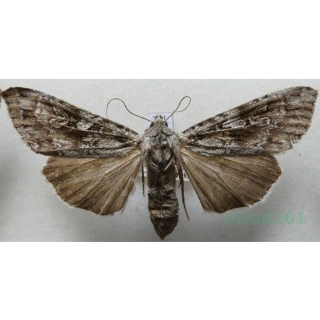 Eurois occulta (Linnaeus, 1758) Slovakia38k